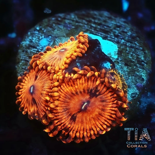 Valentine's Day Massacre Zoanthids