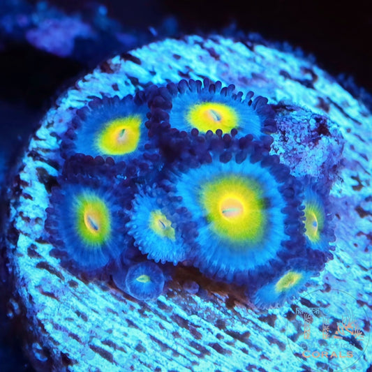 AOI zoanthids - Live Softies Coral for Sale | TIA Coral