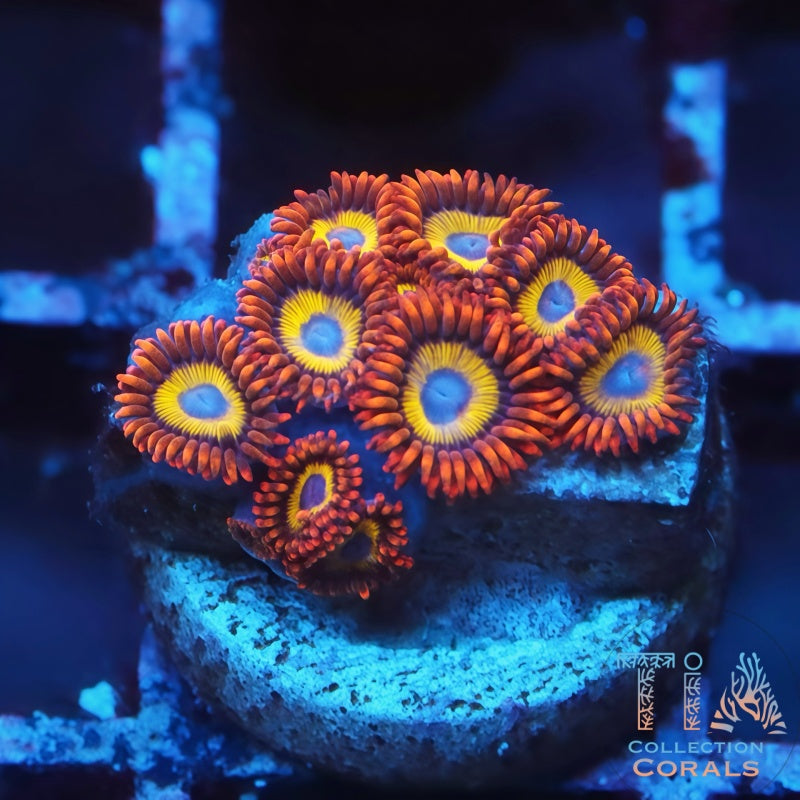 WWC Blondies Zoanthids Frag - Live Softies Coral for Sale | TIA Coral