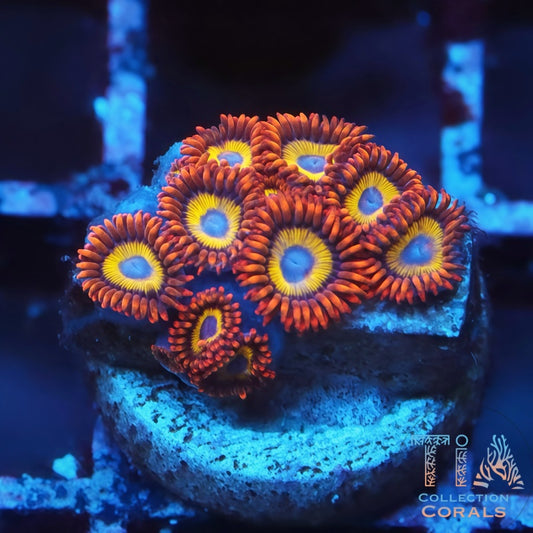 WWC Blondies Zoanthids Frag - Live Softies Coral for Sale | TIA Coral