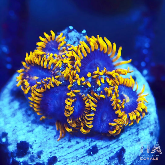 Zoanthids de los Blue Angels del WWC