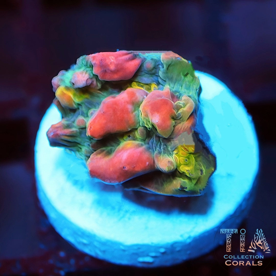 WWC Cosmic Candy Bounce Chalice
