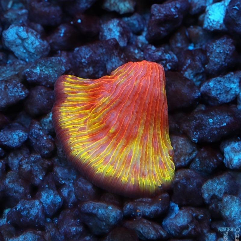 TIA Tequila Sunrise Diaseris Plate