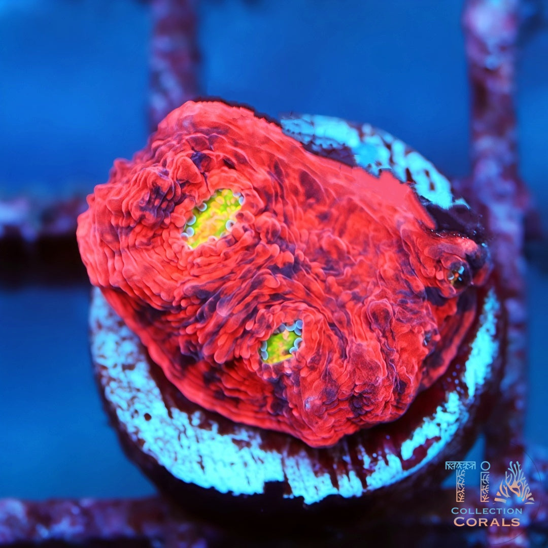 Cáliz de vals del pavo real