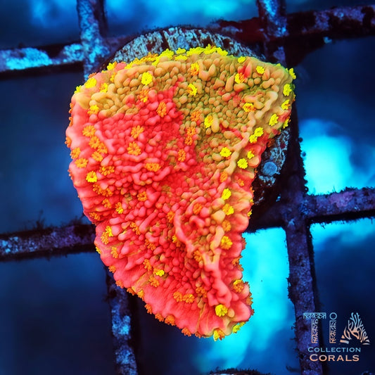 Sunfire Grafted Montipora