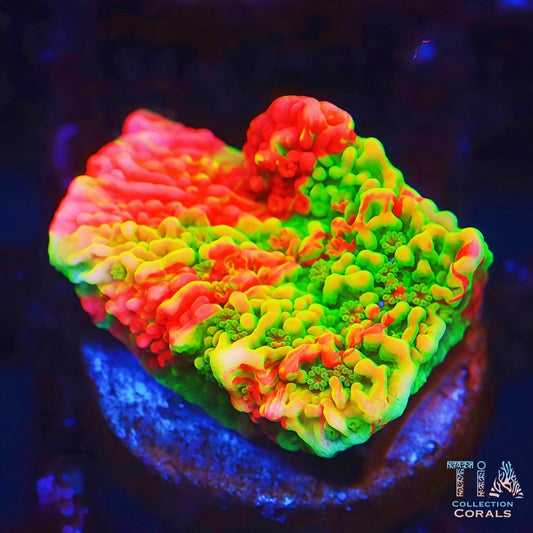 超人蔷薇珊瑚碎片