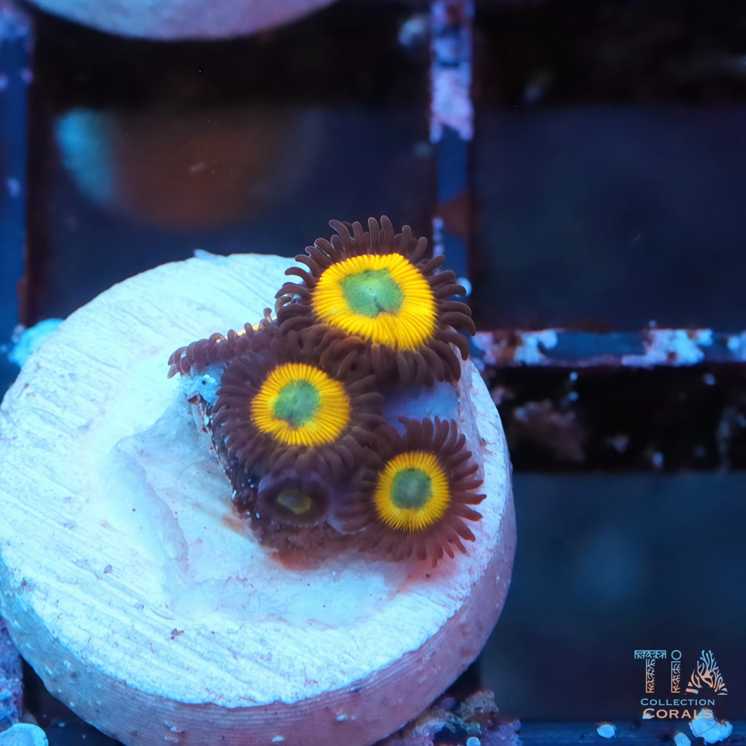 WWC Yellow Submarine Zoanthids