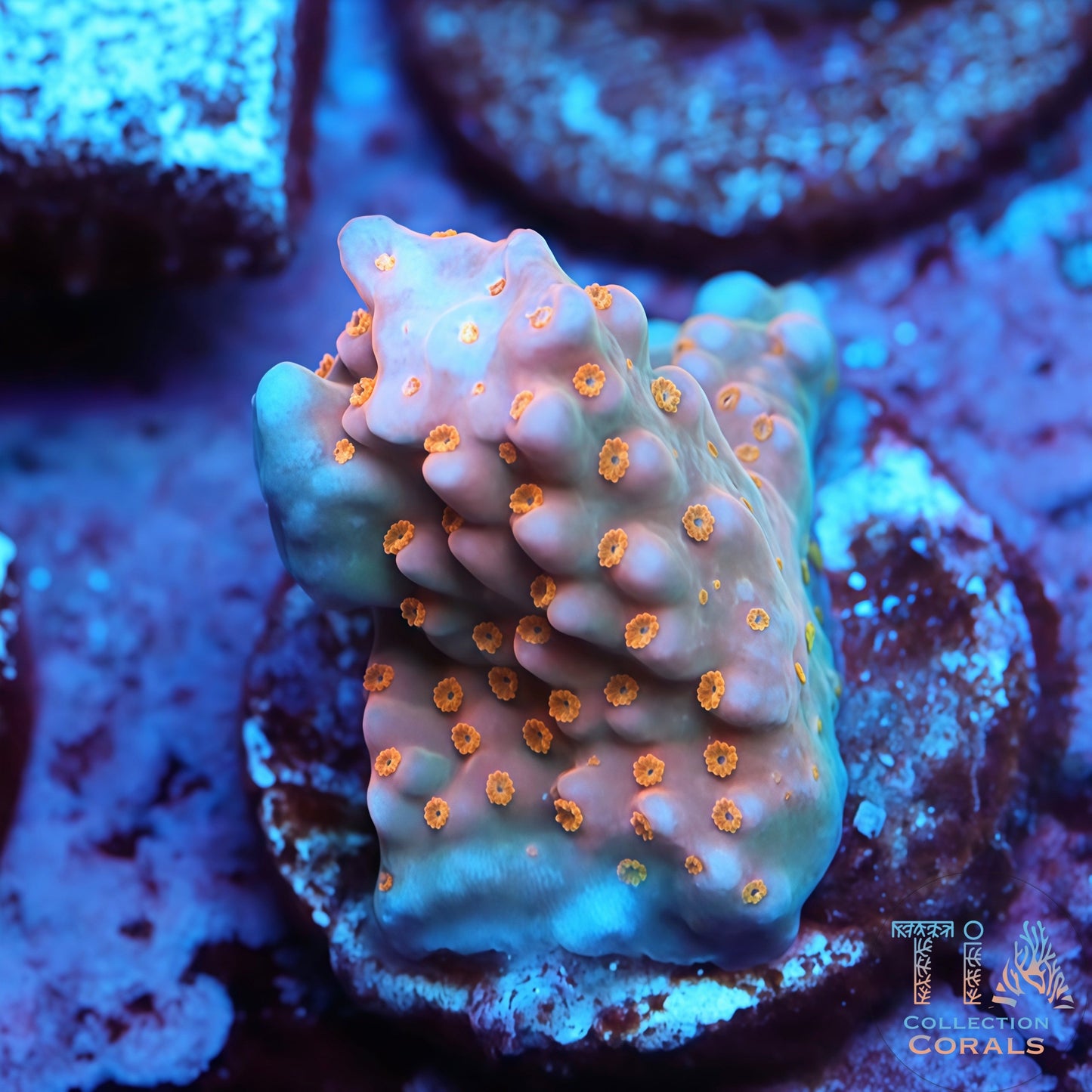 WWC All Star Acropora