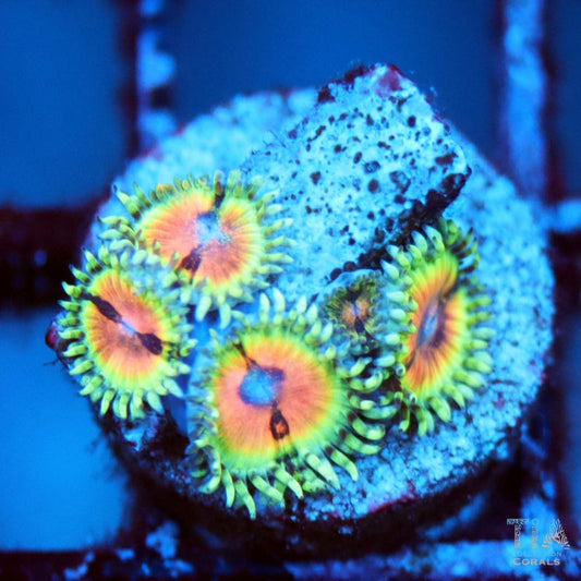 JF Blood Shot Zoanthias