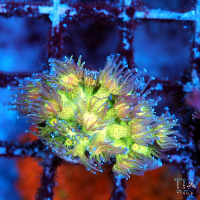 Neon Glitter Goniopora