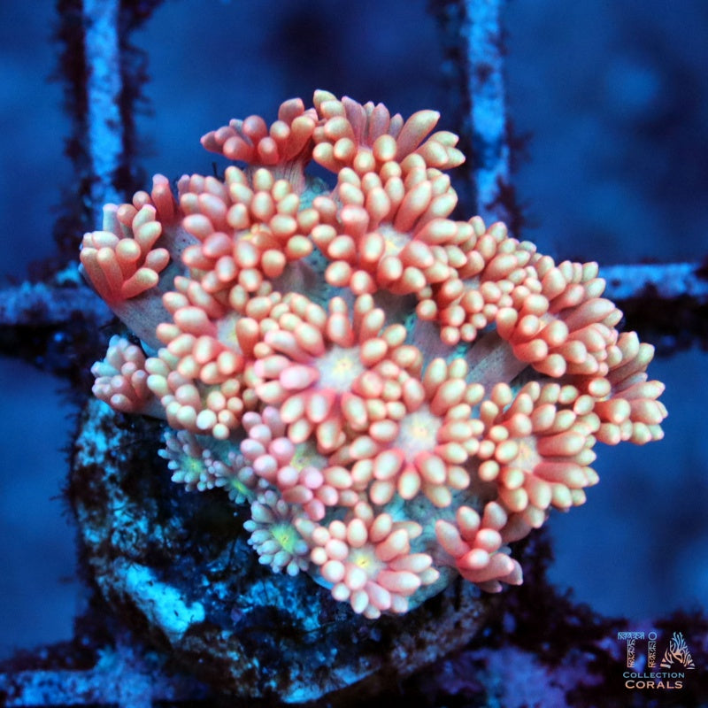 Goniopora rosa de algodón