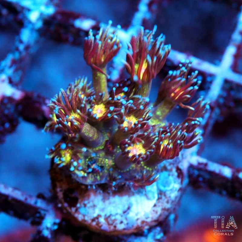 Goniopora con brillo de ojos dorados