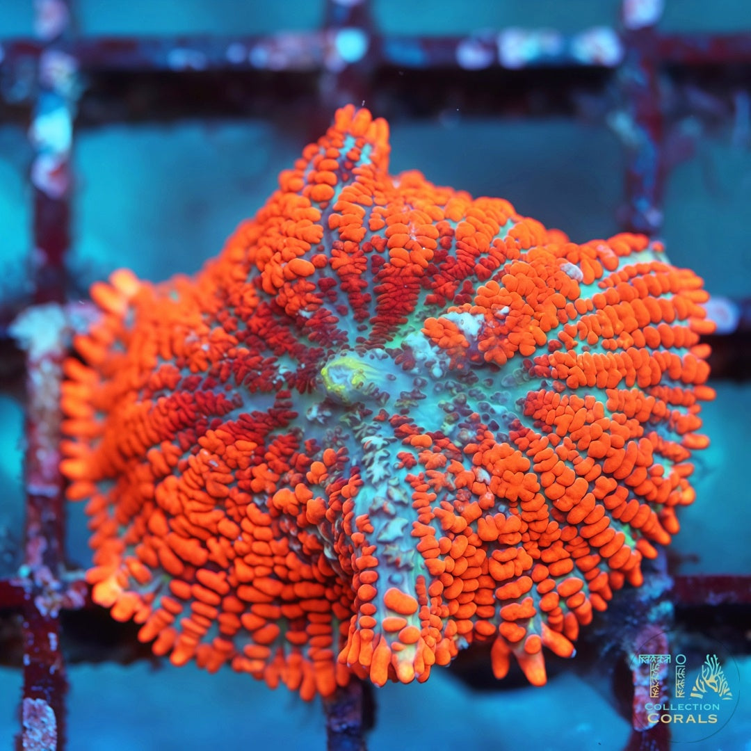 Hongo de mancha amarilla