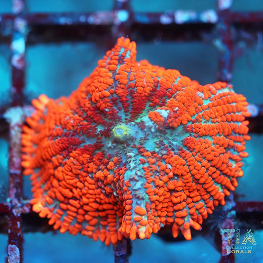 Hongo de mancha amarilla