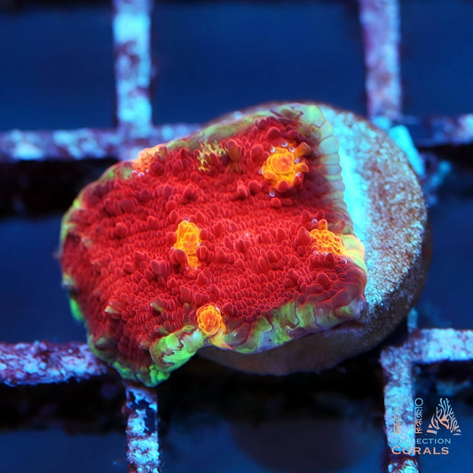 Yellow Eye Red Chalice