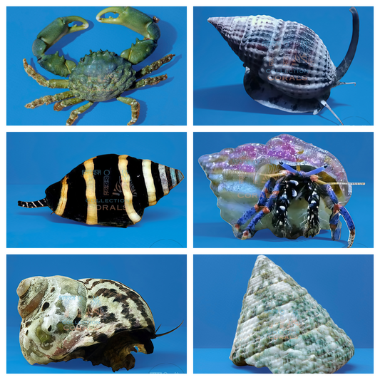 Algae Obliterator Clean Up Crew Invert Pack