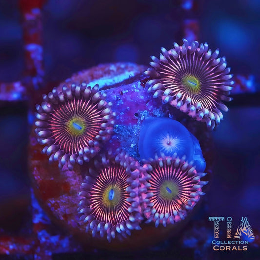 Atomic Peach Zoanthids - Live Softies Coral for Sale | TIA Coral