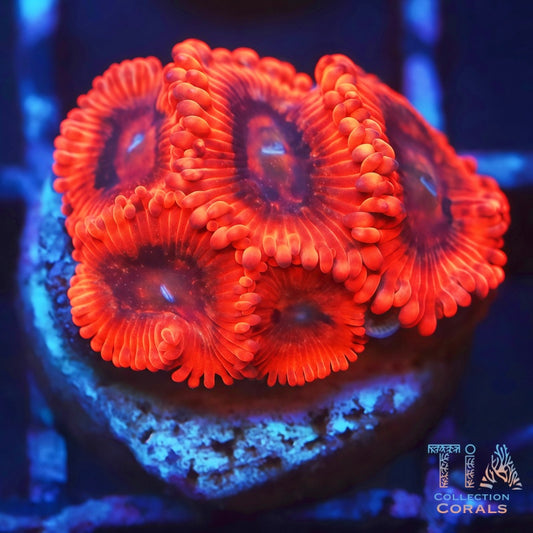 Bam Bam Zoanthids - Live Softies Coral for Sale | TIA Coral