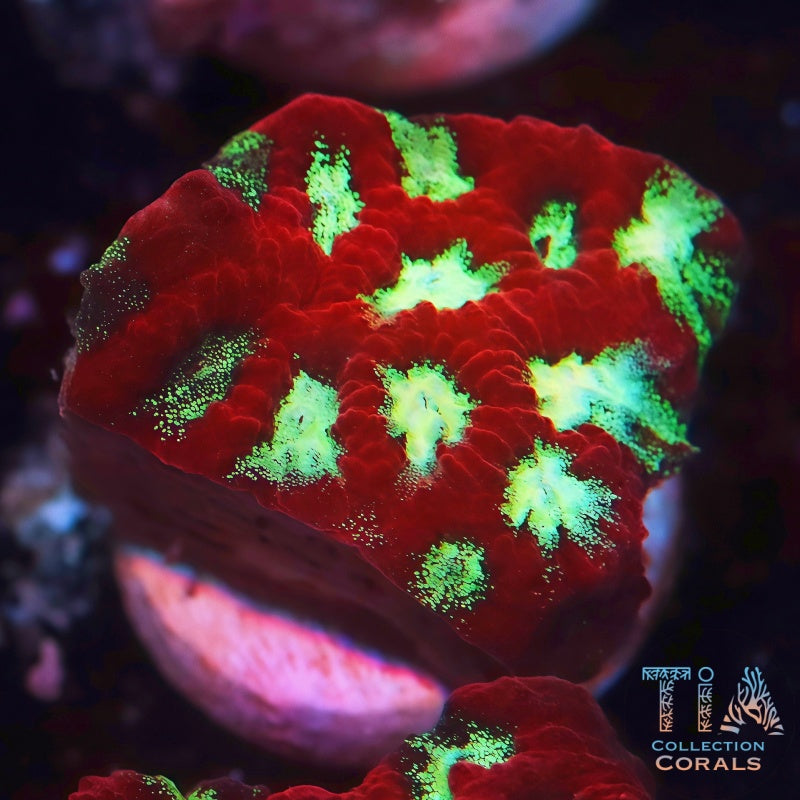 Blood Moon Favia Frag - Live LPS Coral for Sale | TIA Coral