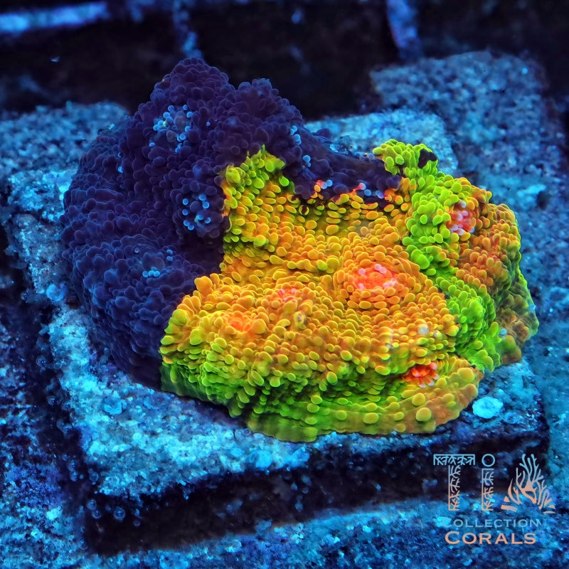 Crayola Meltdown Chalice Colony (cut to order) - Live LPS Coral for Sale | TIA Coral