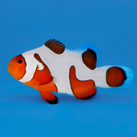 Laberinto del núcleo fundido