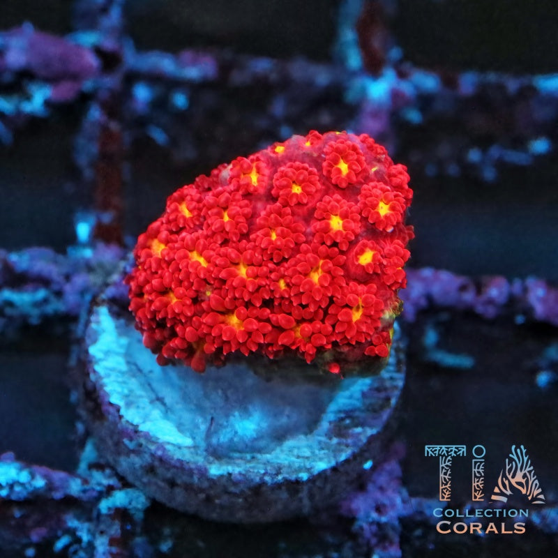 ECC Pink Lemon Drop Short Polyp Goniopora Frag - Live LPS Coral for Sale | TIA Coral