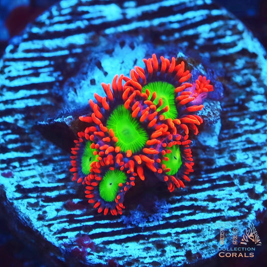 Goblin’s Fire Zoanthids - Live Softies Coral for Sale | TIA Coral
