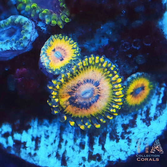 Gold Stratosphere Zoanthids - Live Softies Coral for Sale | TIA Coral