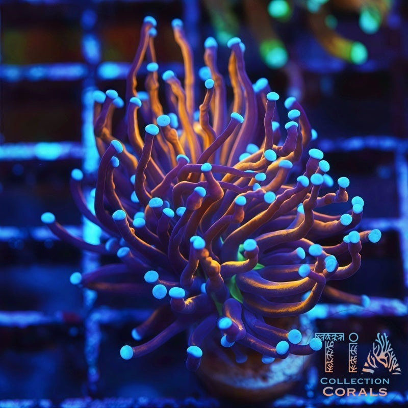 Green Mouth Indo Gold Torch - Live LPS Coral for Sale | TIA Coral