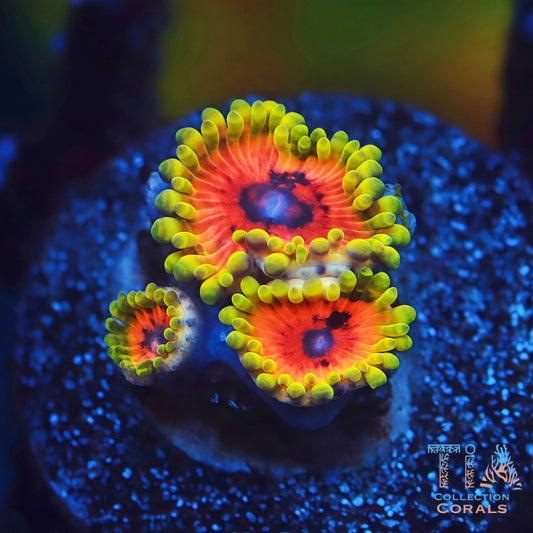 Hallucination Zoanthids - Live Softies Coral for Sale | TIA Coral