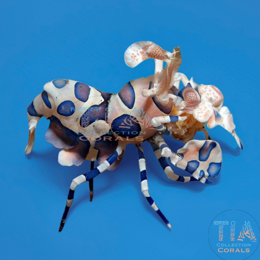 Harlequin Shrimp