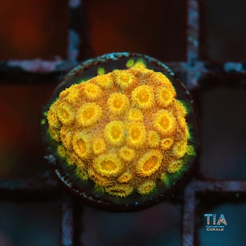 Orange Crush Cyphastrea