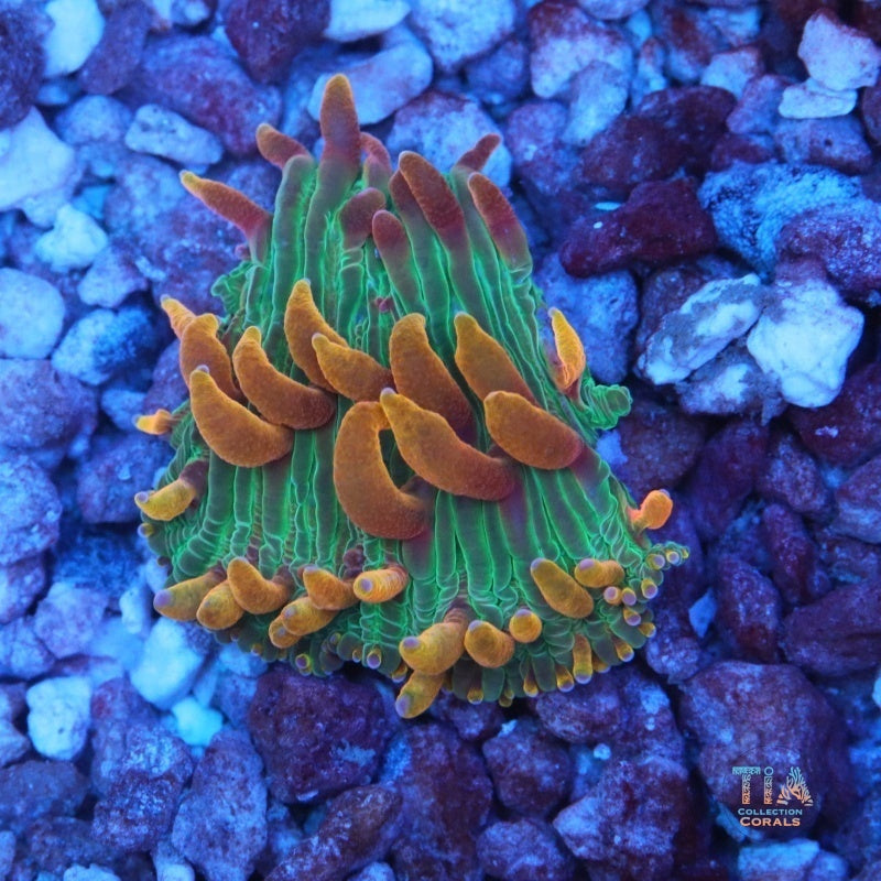 Tia Rainbow Diaseris