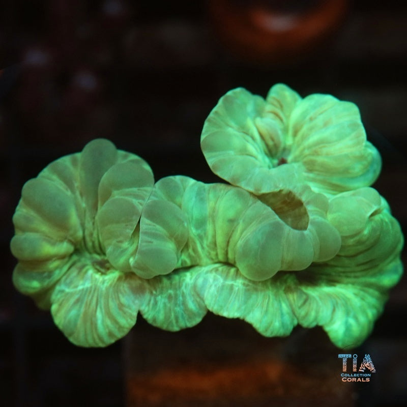 Fox Coral