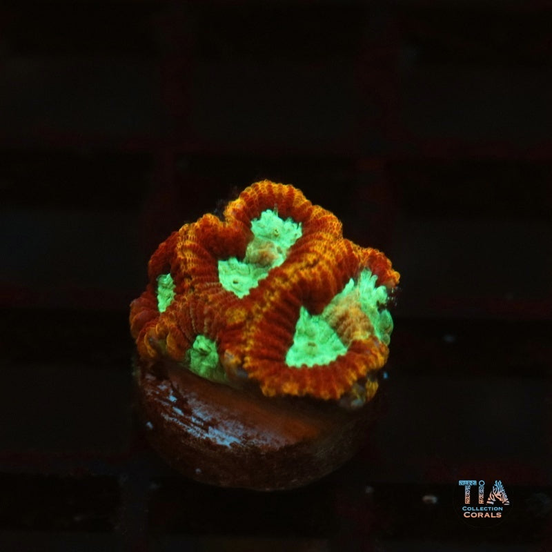奥创法维亚