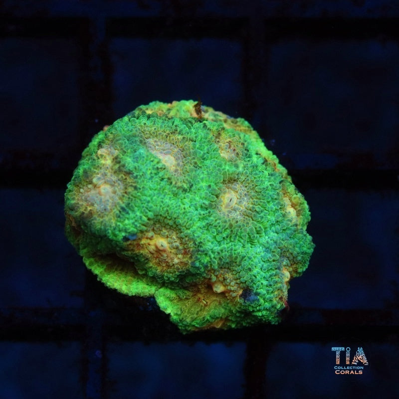 Tia Emerald Ray Favia