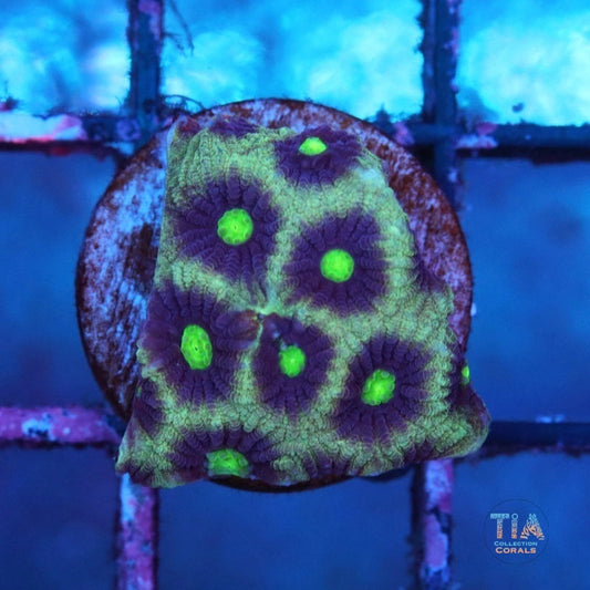 Purple Neon Eyes Favia