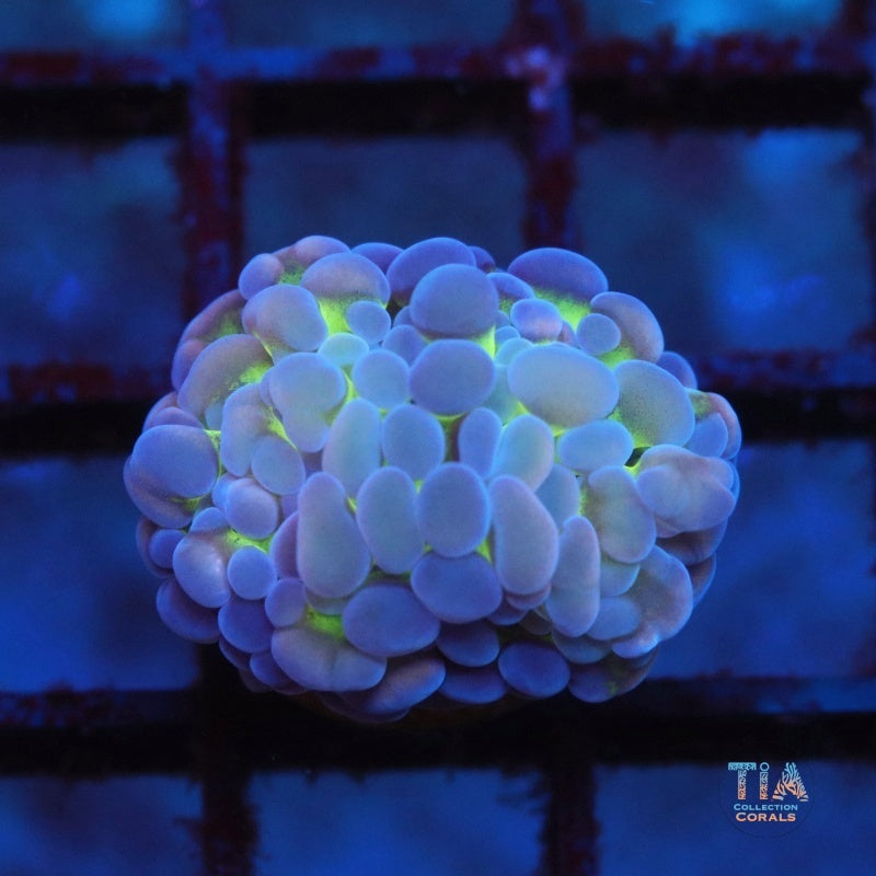 Hologram Hammer