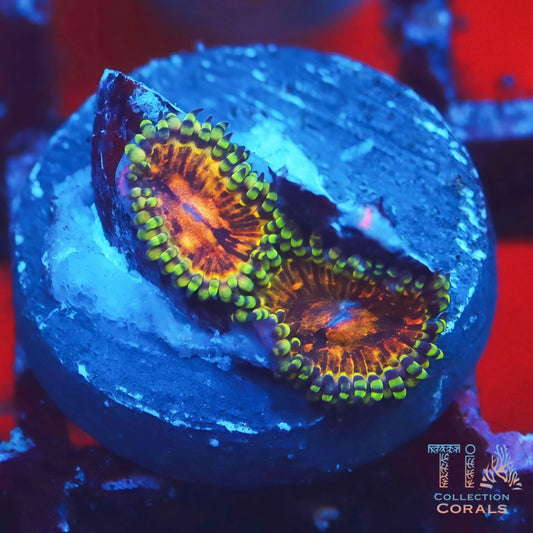 Mambo Jambo Zoanthids - Live Softies Coral for Sale | TIA Coral