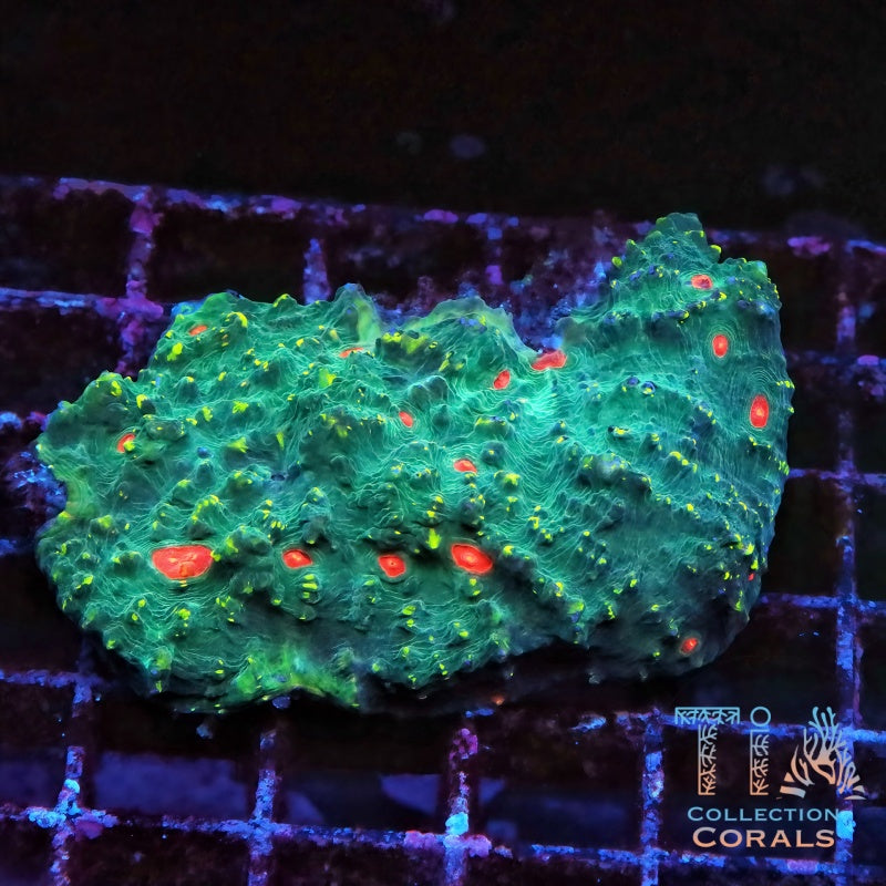 Miami Hurricane Chalice Colony (cut to order) - Live LPS Coral for Sale | TIA Coral