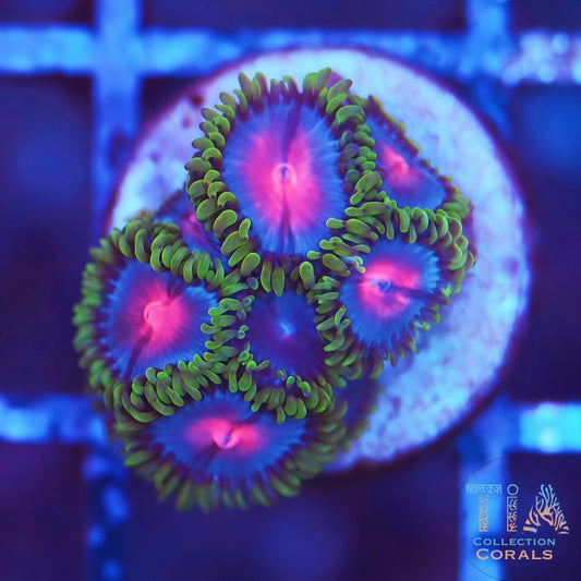 Miami Vice Zoanthids - Live Softies Coral for Sale | TIA Coral