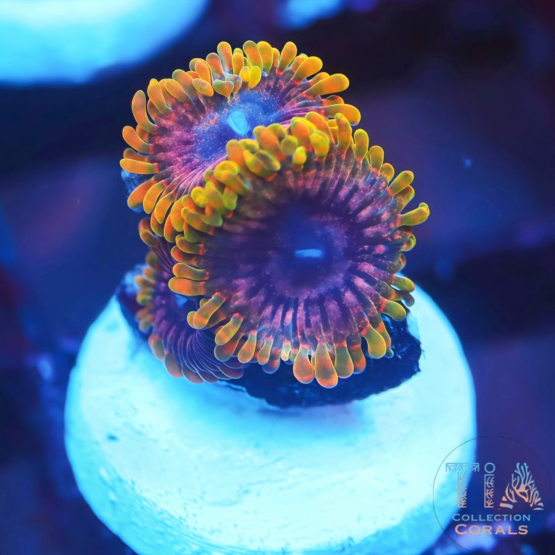 Mind Trick Zoanthids - Live Softies Coral for Sale | TIA Coral