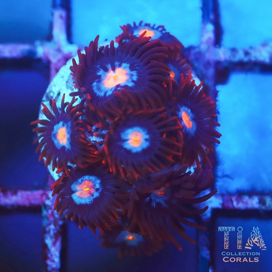 Mystique Zoanthids - Live Softies Coral for Sale | TIA Coral