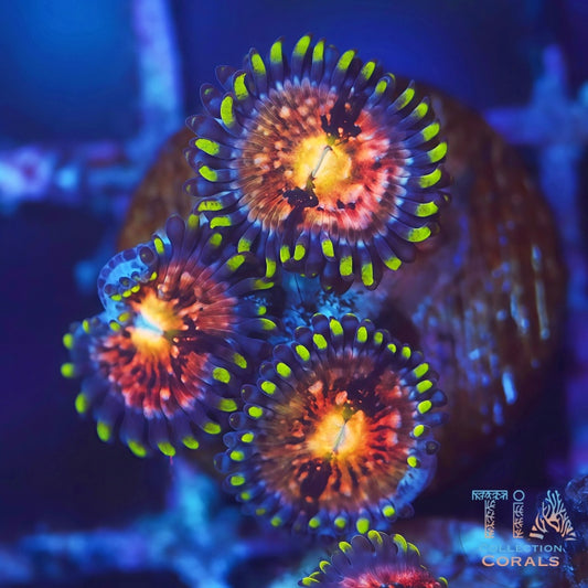 Nirvana Zoanthids - Live Softies Coral for Sale | TIA Coral