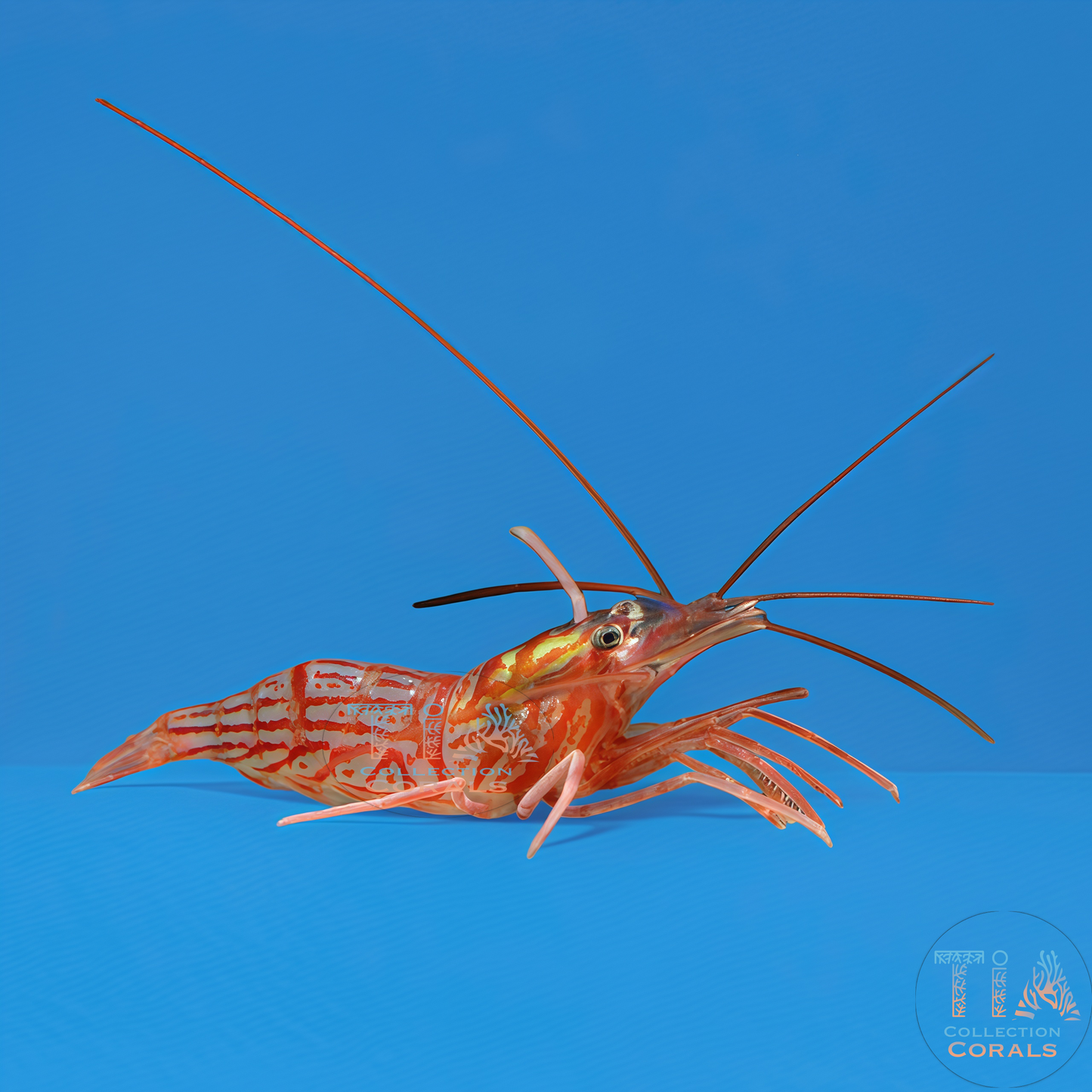 Laberinto del núcleo fundido