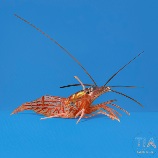 Laberinto del núcleo fundido