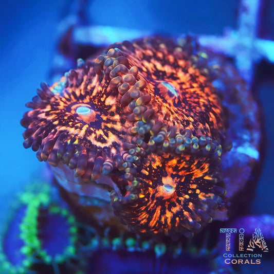 Phantom Galaxy Zoanthids - Live Softies Coral for Sale | TIA Coral