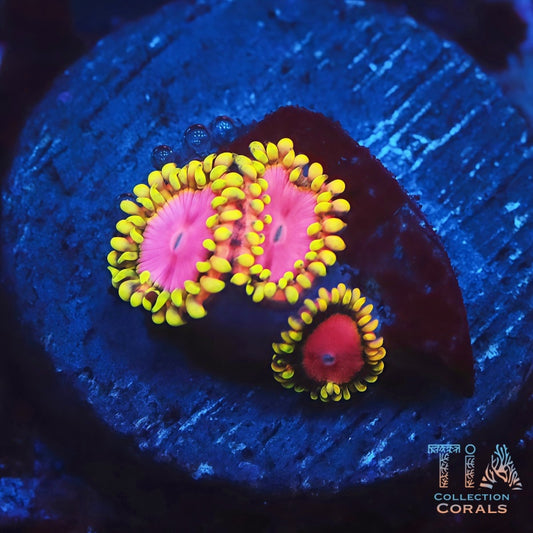 Pink Diamond Zoanthids - Live Softies Coral for Sale | TIA Coral