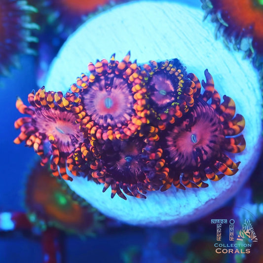 Pink Kraken Zoanthids - Live Softies Coral for Sale | TIA Coral