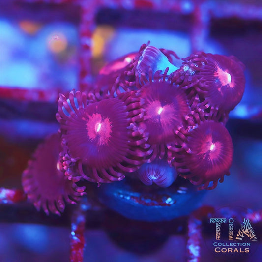 Pink People Eater Paly - Live Softies Coral for Sale | TIA Coral